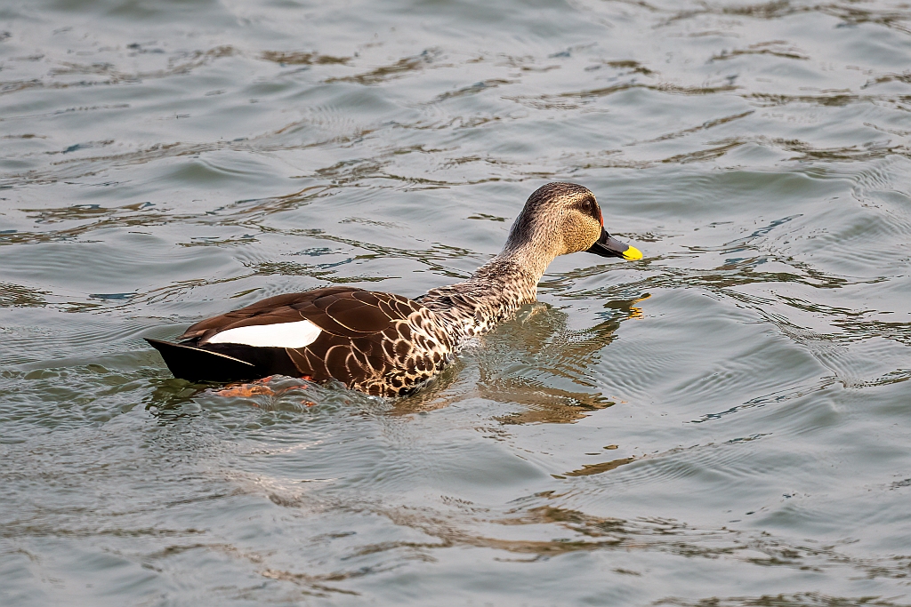 Spot-billed Duck